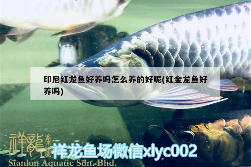 印尼紅龍魚好養嗎怎么養的好呢(紅金龍魚好養嗎)