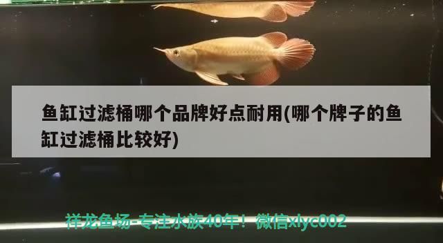 如何判斷龍魚黑鱗是否伴隨寄生蟲感染,如何判斷龍魚是否有寄生蟲感染 龍魚百科 第2張 如何判斷龍魚黑鱗是否伴隨寄生蟲感染,如何判斷龍魚是否有寄生蟲感染 如何判斷龍魚黑鱗是否伴隨寄生蟲感染,如何判斷龍魚是否有寄生蟲感染 龍魚百科 第2張