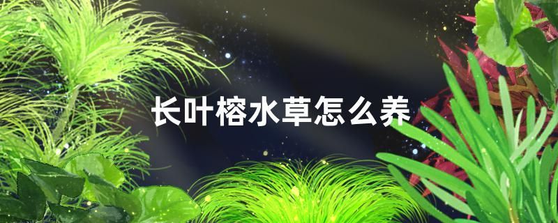 長(zhǎng)葉榕水草好養(yǎng)嗎怎么養(yǎng)