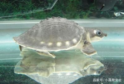 豬鼻龜飼養方法注意些什么呢圖片:豬鼻龜怎么養飼養豬鼻龜的5大注意事項 豬鼻龜百科 第5張 豬鼻龜飼養方法注意些什么呢圖片:豬鼻龜怎么養飼養豬鼻龜的5大注意事項 豬鼻龜飼養方法注意些什么呢圖片:豬鼻龜怎么養飼養豬鼻龜的5大注意事項 豬鼻龜百科 第5張