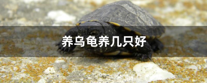 泰安市水族箱魚缸批發(fā)市場在哪里（ 泰安魚缸廠）