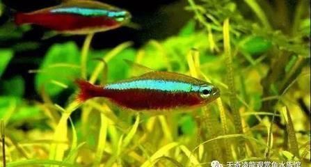 虎魚(yú)活體運(yùn)輸成本解析，虎魚(yú)活體成本解析 虎魚(yú)活體運(yùn)輸成本解析，虎魚(yú)活體成本解析 虎魚(yú)百科 第5張