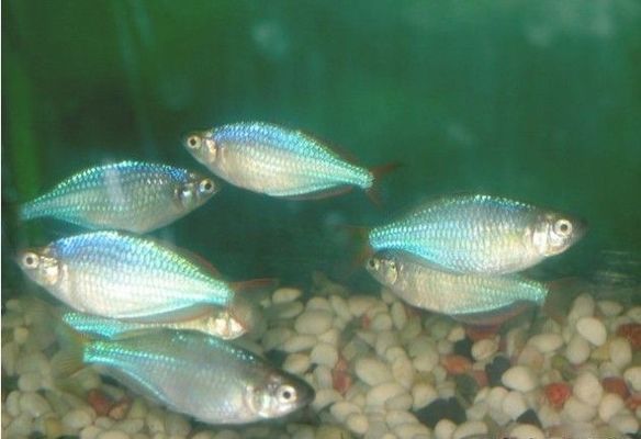 虎魚(yú)活體運(yùn)輸成本解析，虎魚(yú)活體成本解析 虎魚(yú)活體運(yùn)輸成本解析，虎魚(yú)活體成本解析 虎魚(yú)百科 第6張