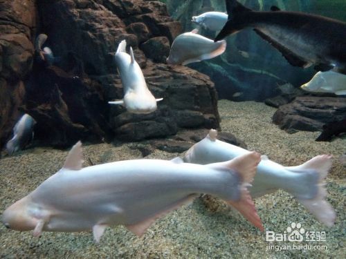 夜間水族館參觀須知事項（夜間水族館參觀須知） 夜間水族館參觀須知事項（夜間水族館參觀須知） 水族館百科（水族館加盟） 第2張