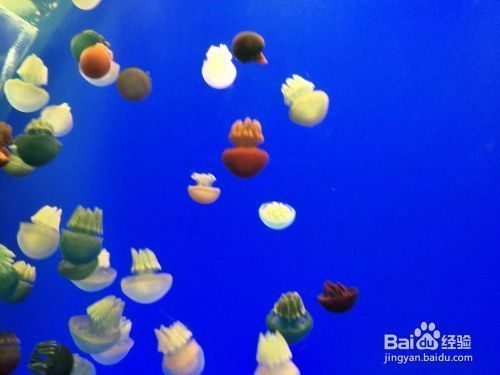 夜間水族館參觀須知事項（夜間水族館參觀須知） 夜間水族館參觀須知事項（夜間水族館參觀須知） 水族館百科（水族館加盟） 第5張