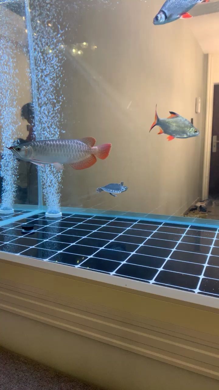 各位大神龍魚說著鰭尾是怎么回事啊？ 各位大神龍魚說著鰭尾是怎么回事啊？ 黃金貓魚百科 第2張