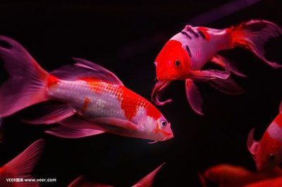 紅龍魚用什么背景好：關于紅龍魚背景選擇的詳細信息