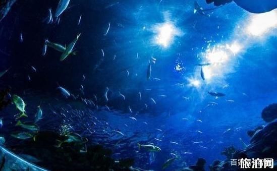 中國水族館排名前十名（中國動物水族館排名前十名）