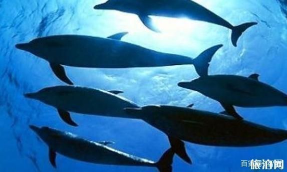 中國水族館排名前十名（中國動物水族館排名前十名）