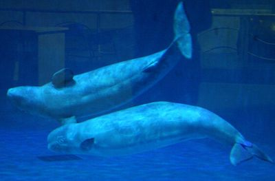 水族館發展前景怎么樣知乎（水族館行業發展趨勢）