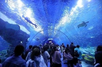 水族館行業市場競爭現狀（中國水族館行業的市場競爭日益激烈，市場競爭日益激烈）