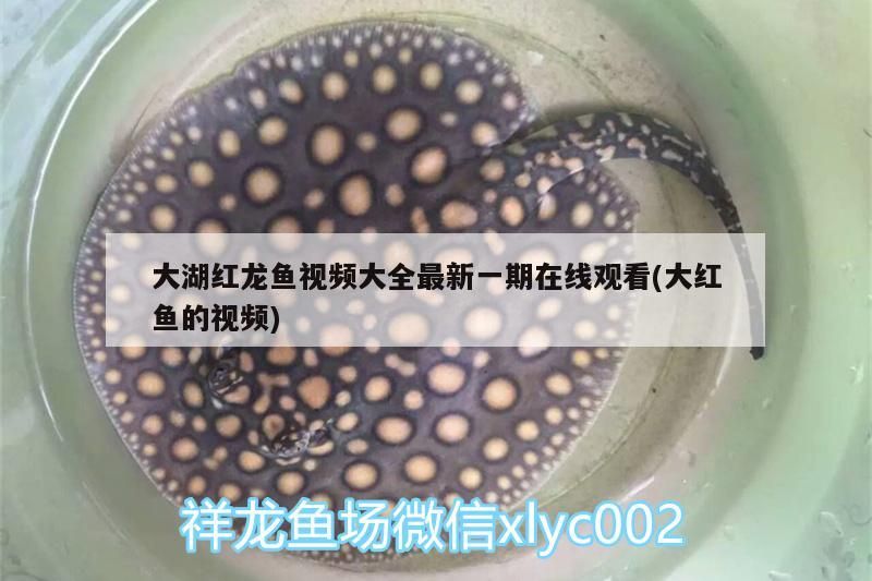 大湖紅龍魚視頻大全最新一期在線觀看(大紅魚的視頻)