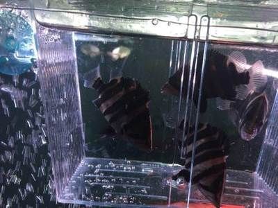 四紋虎魚混養(yǎng)環(huán)境布置方法，四紋虎魚混養(yǎng)環(huán)境布置對于其健康和生長至關(guān)重要