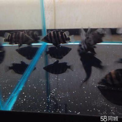 四紋虎魚混養(yǎng)環(huán)境布置方法，四紋虎魚混養(yǎng)環(huán)境布置對于其健康和生長至關(guān)重要