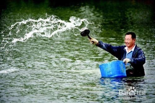 戶外觀賞魚池帶魚消毒多久（戶外觀賞魚池如何消毒）