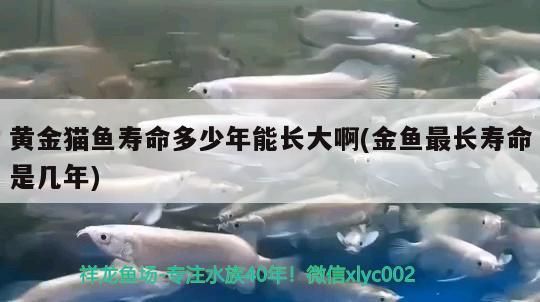 黃金貓魚壽命多少年能長(zhǎng)大啊(金魚最長(zhǎng)壽命是幾年)