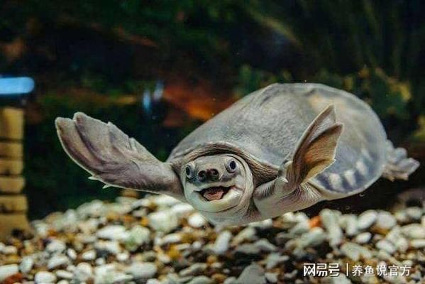 豬鼻龜算養(yǎng)魚數(shù)量嗎：關(guān)于豬鼻龜與風(fēng)水魚缸搭配指南