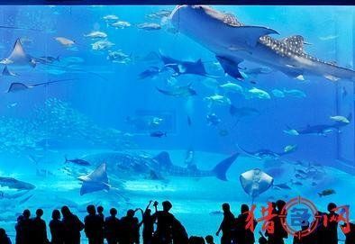 水族館取名字大全（水族館名字的文化元素）