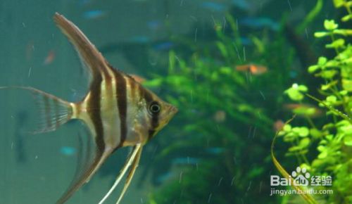 龍魚的缸里能放木頭嗎