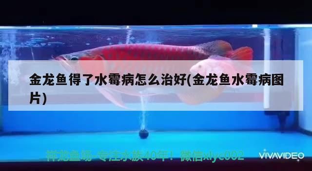 金龍魚得了水霉病怎么治好(金龍魚水霉病圖片)