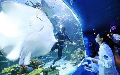 水族館投資大概多少錢一個月呢(水族館投資成本) 水族館百科(水族館加盟) 第5張 水族館投資大概多少錢一個月呢(水族館投資成本) 水族館投資大概多少錢一個月呢(水族館投資成本) 水族館百科(水族館加盟) 第5張