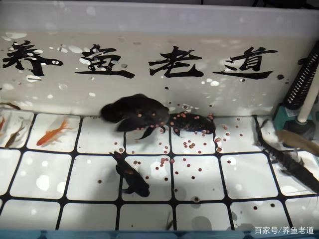 怎么樣能將銀龍魚養(yǎng)的越來越亮(怎么樣養(yǎng)銀龍魚又白又亮)