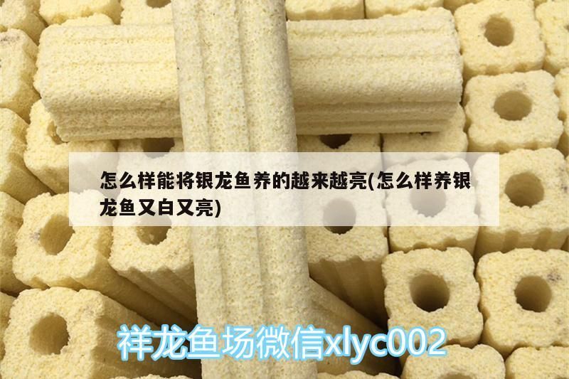 怎么樣能將銀龍魚養(yǎng)的越來越亮(怎么樣養(yǎng)銀龍魚又白又亮)