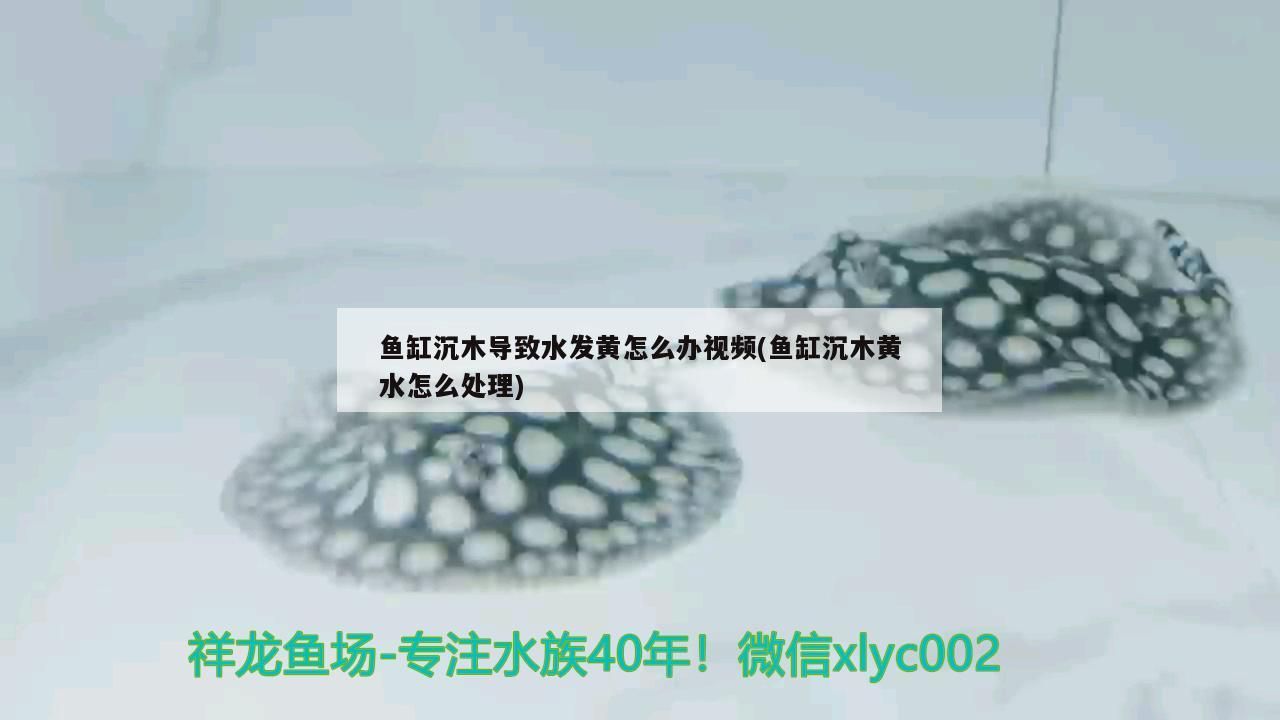 魚缸沉木導致水發黃怎么辦視頻(魚缸沉木黃水怎么處理) 魚缸沉木導致水發黃怎么辦視頻(魚缸沉木黃水怎么處理) 錦鯉魚百科 第3張