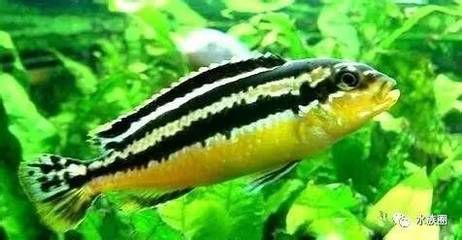 印尼小紅龍魚(yú)怎么挑選好的圖片視頻教程(印尼紅龍魚(yú)怎么養(yǎng)才紅) 印尼小紅龍魚(yú)怎么挑選好的圖片視頻教程(印尼紅龍魚(yú)怎么養(yǎng)才紅) 紅龍魚(yú)百科 第2張