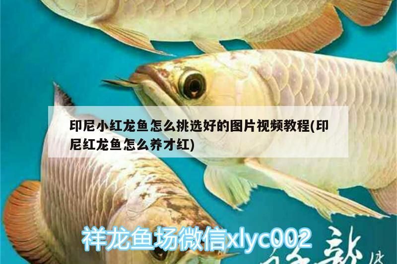 印尼小紅龍魚(yú)怎么挑選好的圖片視頻教程(印尼紅龍魚(yú)怎么養(yǎng)才紅) 印尼小紅龍魚(yú)怎么挑選好的圖片視頻教程(印尼紅龍魚(yú)怎么養(yǎng)才紅) 紅龍魚(yú)百科 第3張