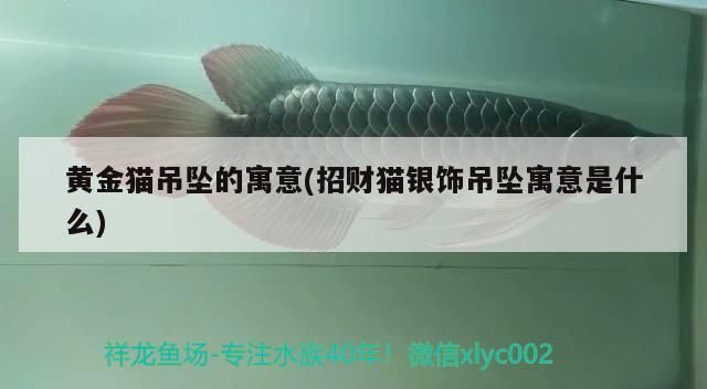 黃金貓吊墜的寓意(招財貓銀飾吊墜寓意是什么) 黃金貓吊墜的寓意(招財貓銀飾吊墜寓意是什么) 黃金貓魚百科 第3張