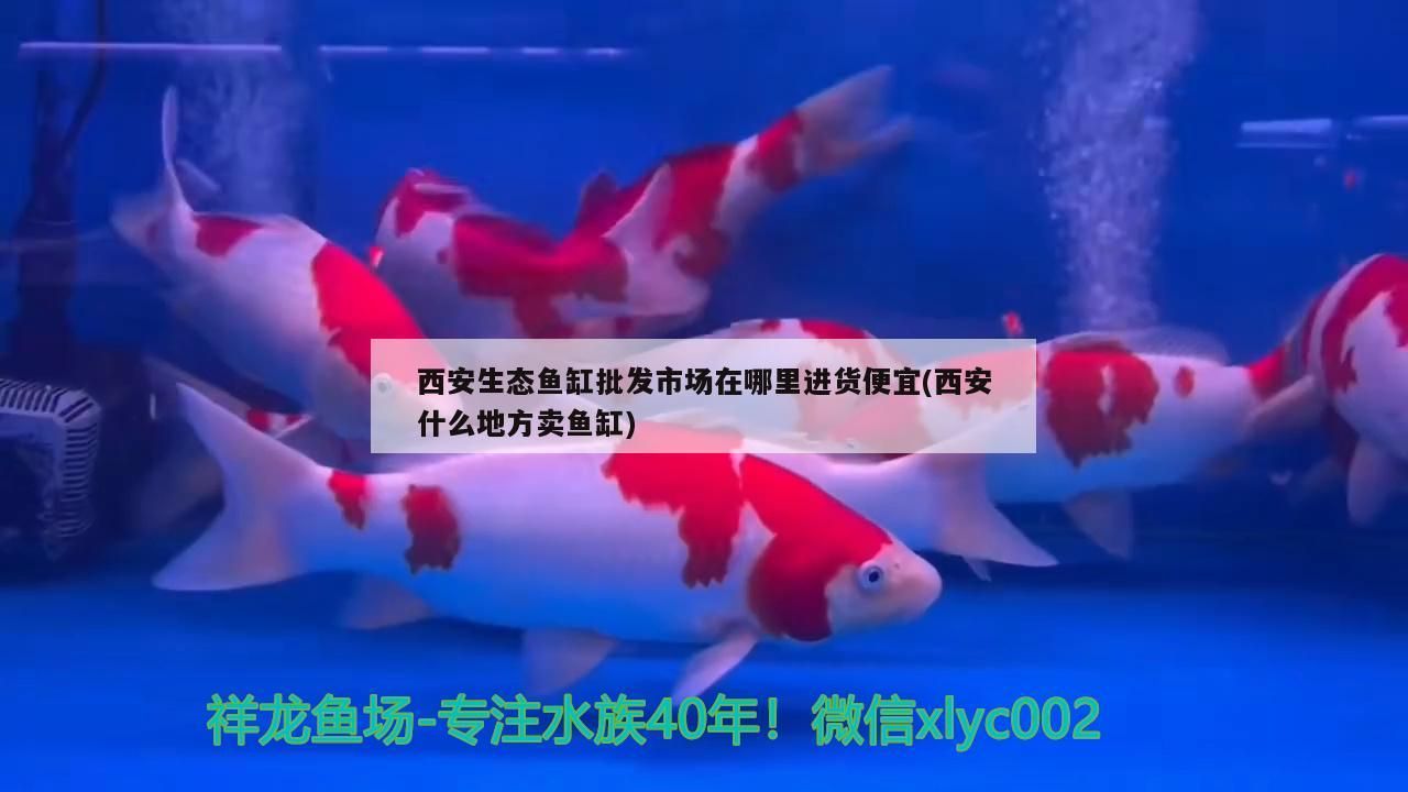 西安生態魚缸批發市場在哪里進貨便宜(西安什么地方賣魚缸)