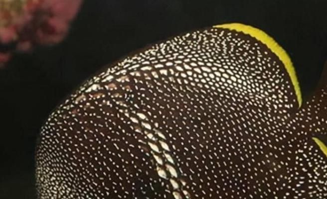 有沒有五指山龍魚的繪畫視頻教程？，“五指山龍魚”繪畫視頻教程分步圖文指南，方便你跟著練習(xí)