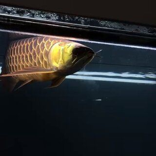 金龍魚怎么區(qū)分過背還是過背的，如何區(qū)分金龍魚是否為過背金龍魚