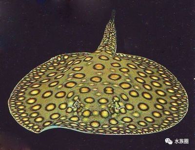 淡水魟魚介紹：淡水魟魚是一種生活在淡水環境中的獨特魚類 淡水魟魚介紹：淡水魟魚是一種生活在淡水環境中的獨特魚類 魟魚百科 第3張