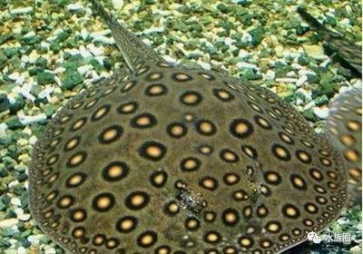 淡水魟魚介紹：淡水魟魚是一種生活在淡水環境中的獨特魚類 淡水魟魚介紹：淡水魟魚是一種生活在淡水環境中的獨特魚類 魟魚百科 第4張