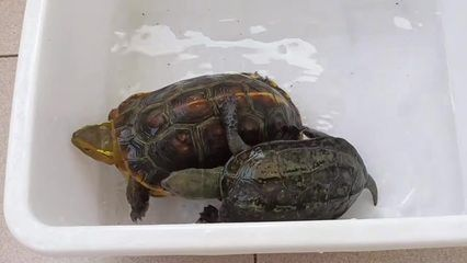 魚缸里的木頭長白毛怎么處理掉(魚缸里木頭長白毛是怎么回事)