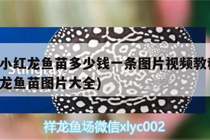 印尼小紅龍魚苗多少錢一條圖片視頻教程(印尼紅龍魚苗圖片大全) 印尼小紅龍魚苗多少錢一條圖片視頻教程(印尼紅龍魚苗圖片大全) 紅龍魚百科 第3張