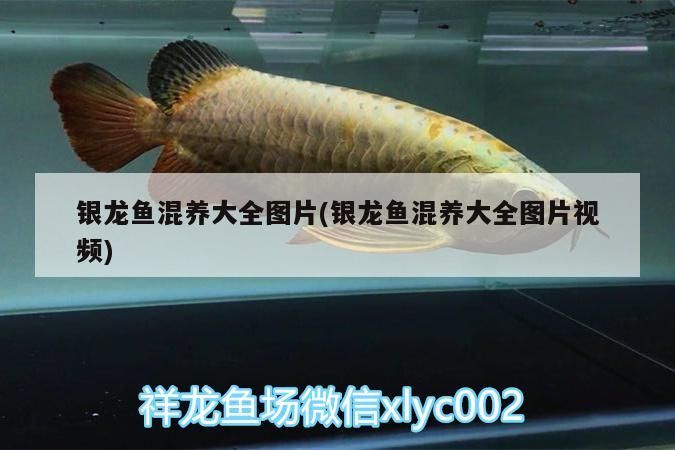 銀龍魚混養(yǎng)大全圖片(銀龍魚混養(yǎng)大全圖片視頻)