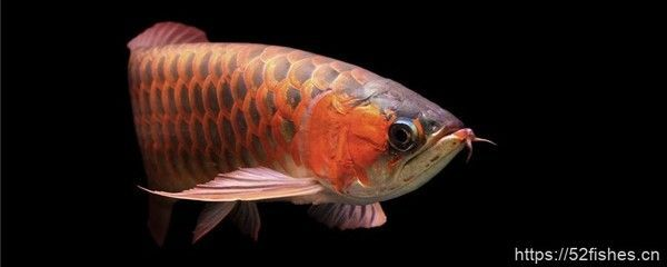 龍魚吃食咬一口就吐了,怎么辦