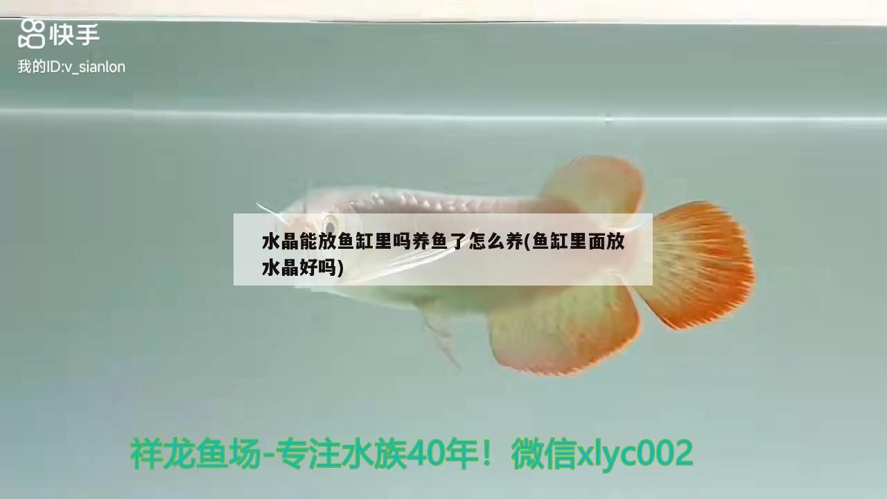 水晶能放魚缸里嗎養魚了怎么養(魚缸里面放水晶好嗎)