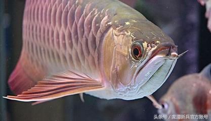 觀賞魚元寶鳳凰怎么養的：元寶鳳凰魚的飼養需要注意以下幾個方面 觀賞魚元寶鳳凰怎么養的：元寶鳳凰魚的飼養需要注意以下幾個方面 元寶鳳凰魚百科 第4張