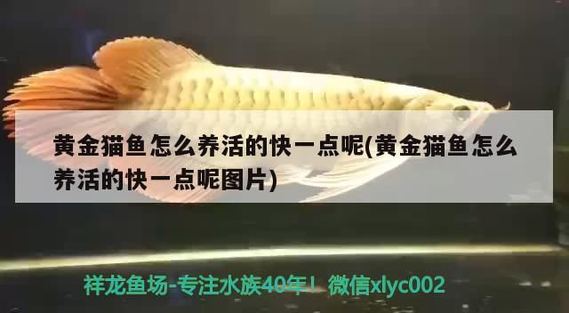 黃金貓魚怎么養活的快一點呢(黃金貓魚怎么養活的快一點呢圖片)