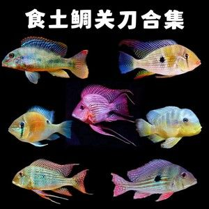 元寶鳳凰魚繁殖環境布置方法