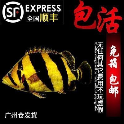 蘇虎魚飼料品牌推薦，蘇虎魚專用飼料購買渠道 蘇虎魚飼料品牌推薦，蘇虎魚專用飼料購買渠道 虎魚百科 第6張