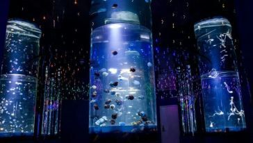 水族館店鋪介紹語大全（水族館店鋪介紹語） 水族館店鋪介紹語大全（水族館店鋪介紹語） 水族館百科（水族館加盟） 第5張