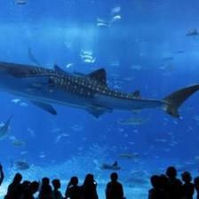 開一家水族館需要些什么證件呢視頻（開一家水族館需要些什么證件呢視頻詳情） 開一家水族館需要些什么證件呢視頻（開一家水族館需要些什么證件呢視頻詳情） 水族館百科（水族館加盟） 第4張