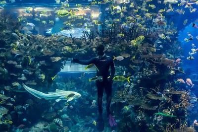 開一家水族館需要些什么證件呢視頻（開一家水族館需要些什么證件呢視頻詳情） 開一家水族館需要些什么證件呢視頻（開一家水族館需要些什么證件呢視頻詳情） 水族館百科（水族館加盟） 第5張