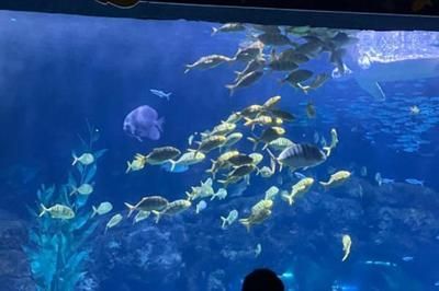 開一家水族館需要些什么證件呢視頻（開一家水族館需要些什么證件呢視頻詳情） 開一家水族館需要些什么證件呢視頻（開一家水族館需要些什么證件呢視頻詳情） 水族館百科（水族館加盟） 第6張