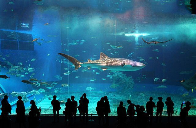 水族館收入（水族館收入來源及其對(duì)經(jīng)濟(jì)的影響）